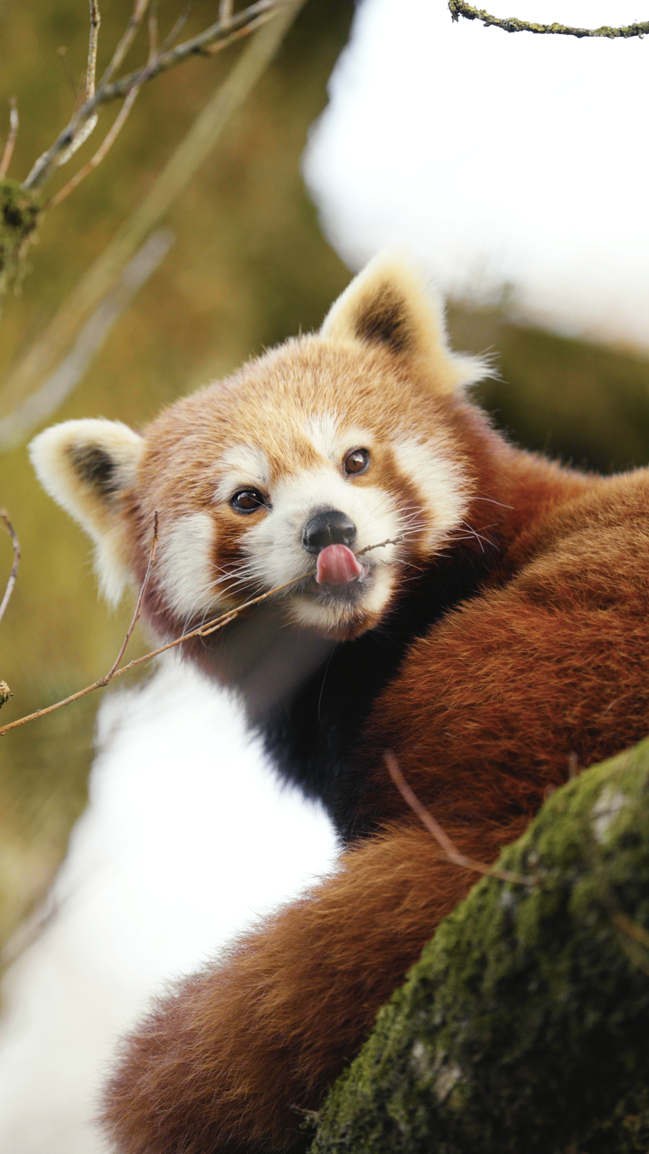 Le Parc de Branféré